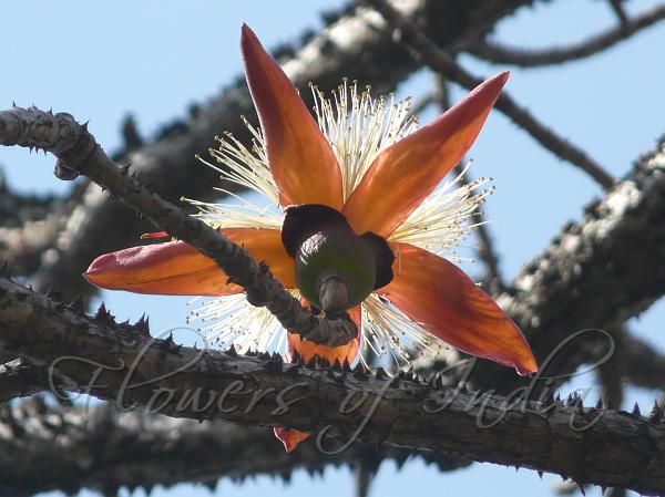 Showy Silk Cotton Tree